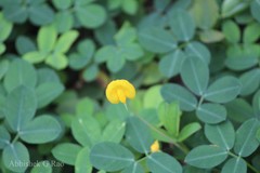 Arachis pintoi